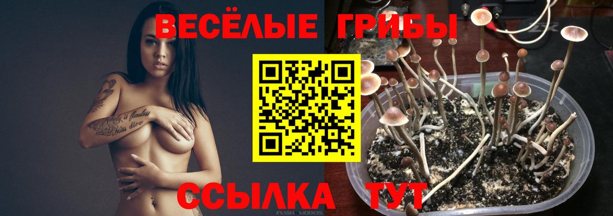 Псилоцибиновые грибы мицелий Саяногорск
